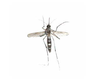 main_aedes-mosquito.jpg