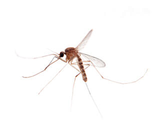 main_culex-mosquito.jpg